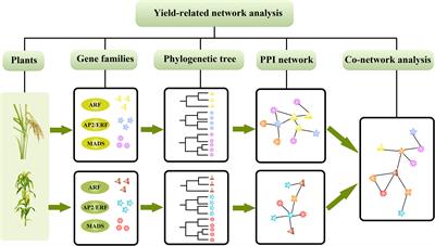 Regulator Network Analysis of Rice and Maize Yield-Related Genes